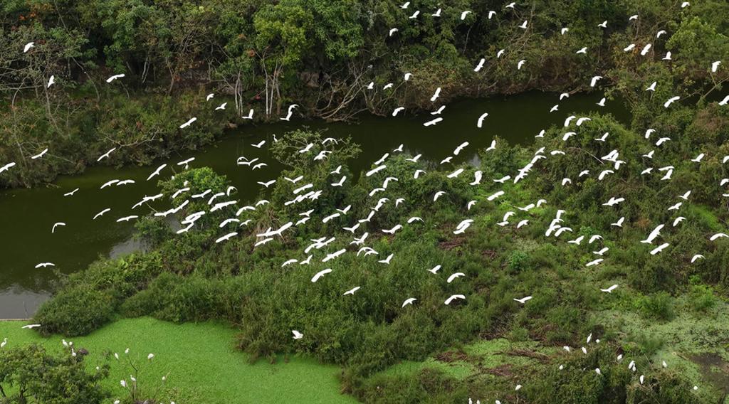 Land of birds in the heart of Ninh Binh’s heritage