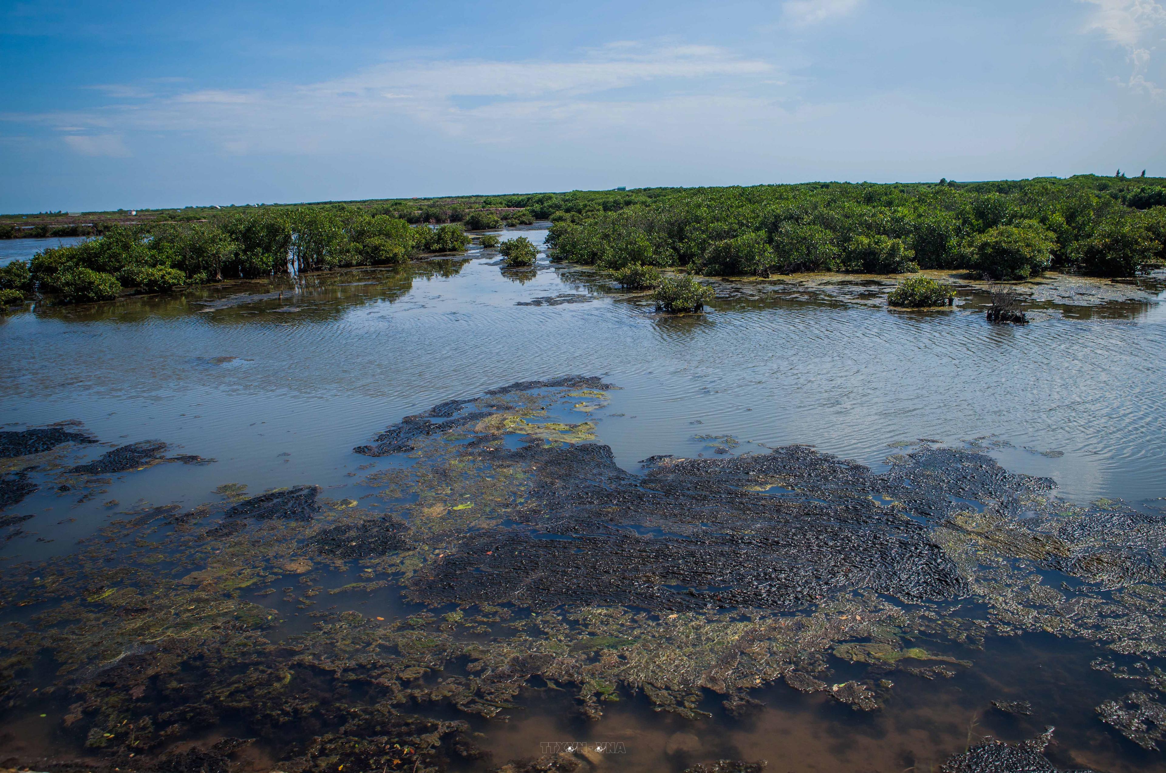 Mangrove forest of Xuan Thuy National Park. (Photo: TTXVN)