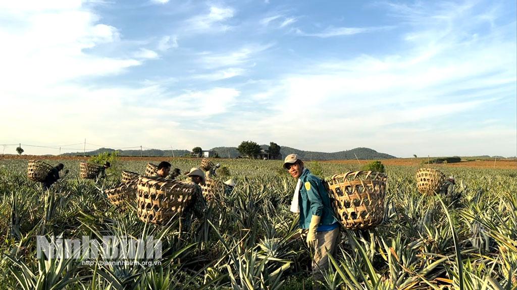 Dong Giao Pineapple is listed in the Top 50 most famous fruits of Viet Nam.