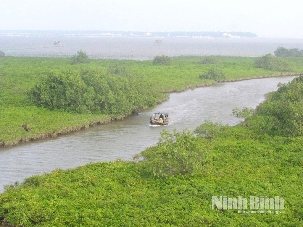 Mangrove forest of Xuan Thuy National Park.