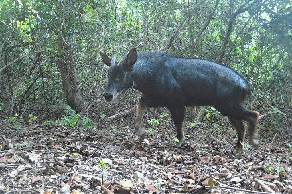 An Indochine serow found in the Dong Thai protected forest.