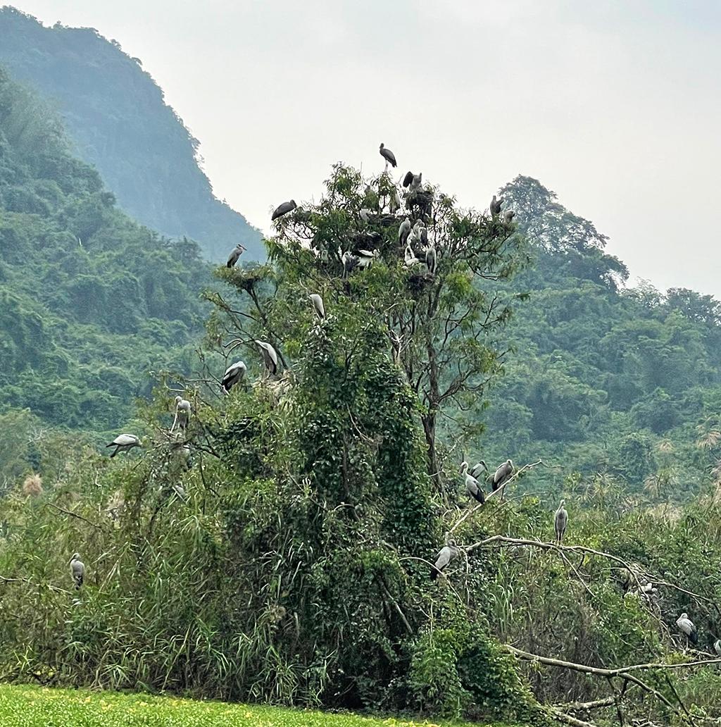 Bird valley at Thung Nham ecological site.