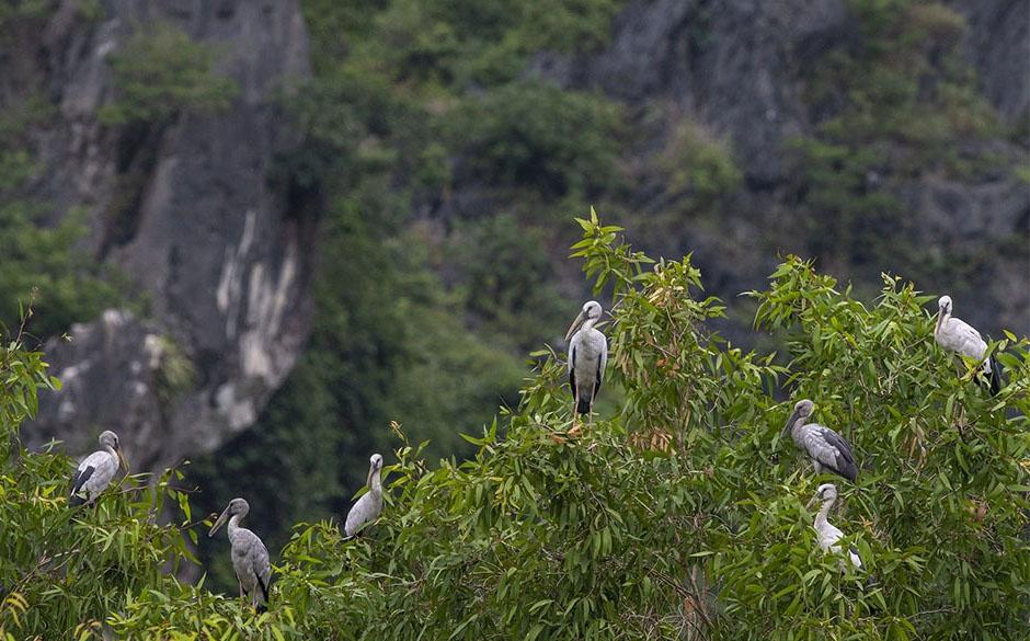 Bird and wildlife world of Van Long Wetland Nature Reserve