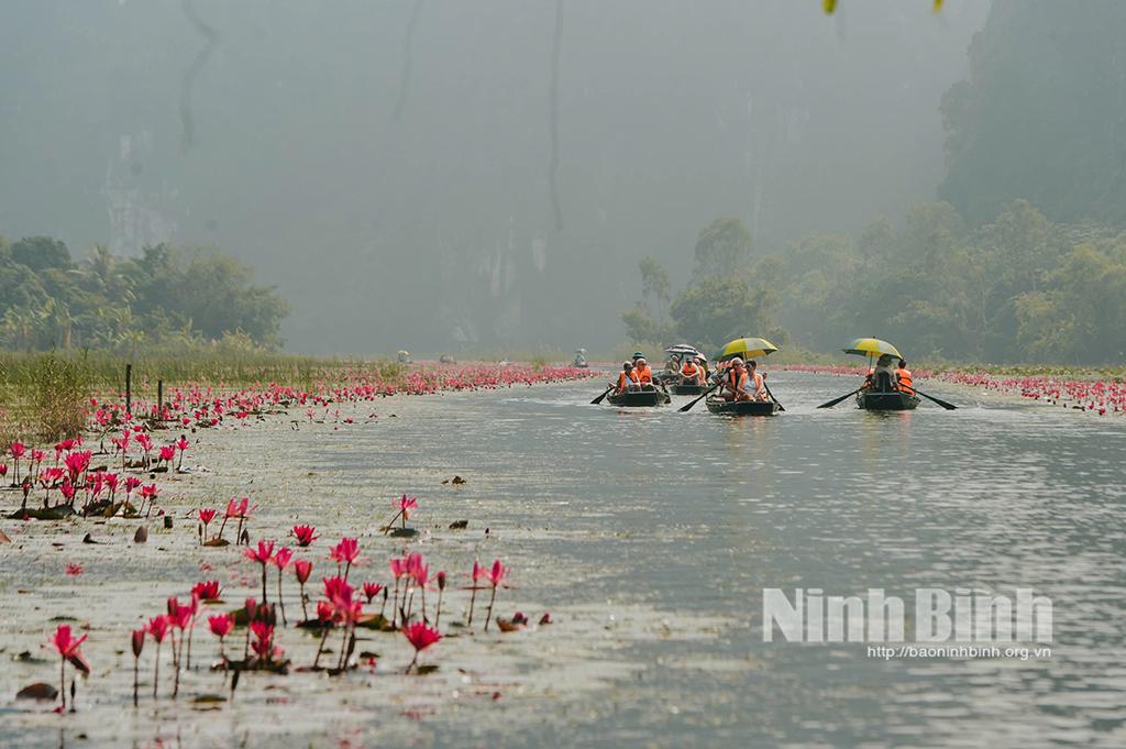 Visitors explore the purple water lilies in Tam Coc tourist area.