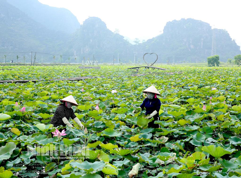 Lotuses blooming in Ninh Binh