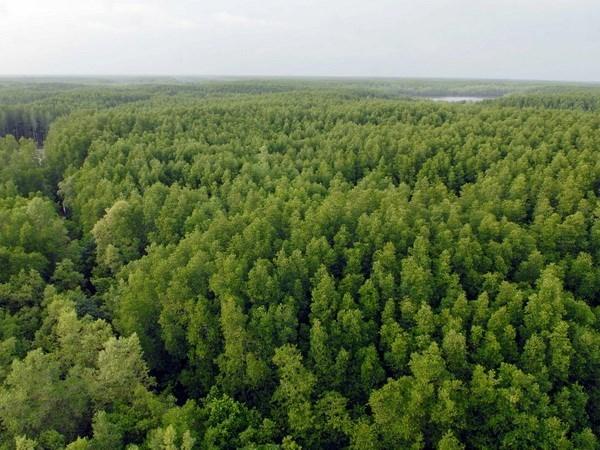 Gov't approves US$ 3.55 billion program to modernize forestry sector