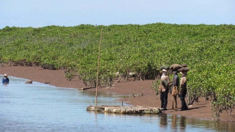 Xuan Thuy mangrove area has a diverse open ecosystem, with many rare species of organisms and animals.