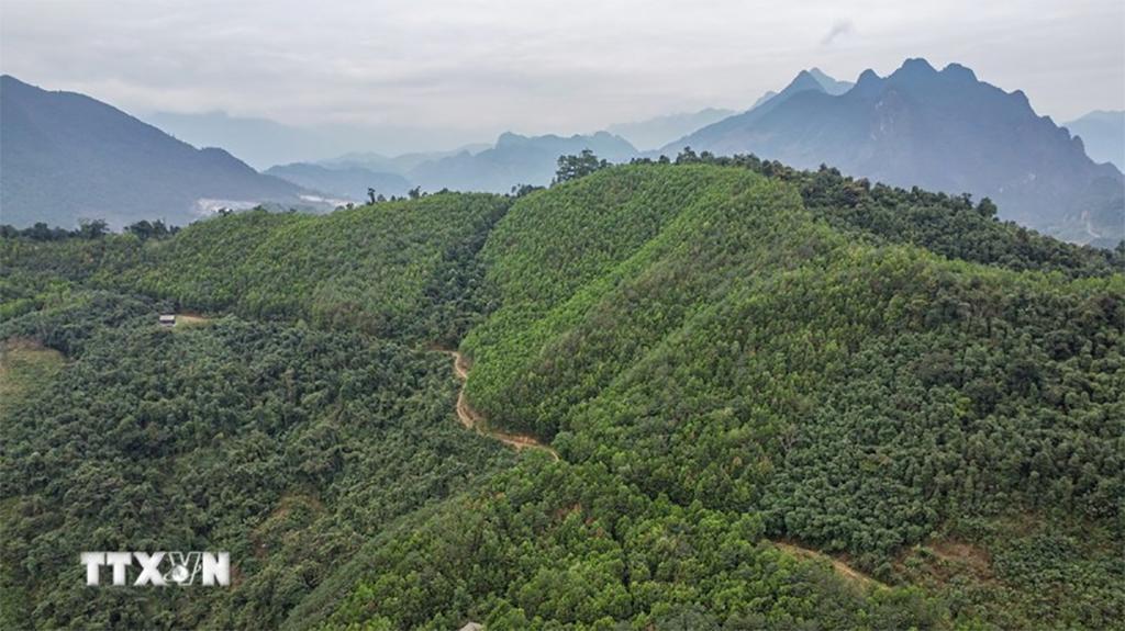 The World Bank agrees to purchase an additional 1 million tonnes of CO2 as excess greenhouse gas emission reductions in the north-central region. (Photo: VNA)