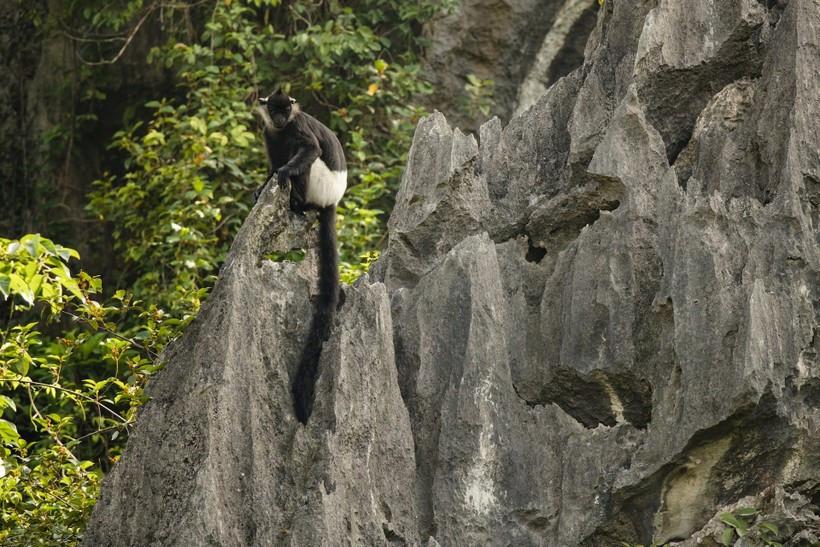 The Delacour’s langur, also known as the white-shanked langur, is considered a “global treasure” and among the 25 most endangered species in the world. (Photo: FFI)