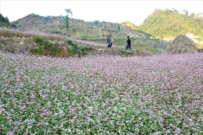 Buckwheat flower season on the Dong Van Karst Plateau in Tuyen Quang province. (Photo: VNA)