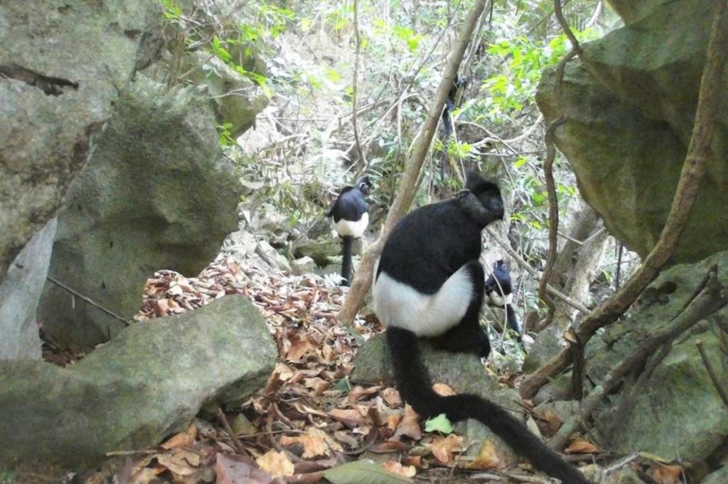 A population of approximately 37 white-buttocked Delacour’s langurs was discovered through camera traps and drone surveys.