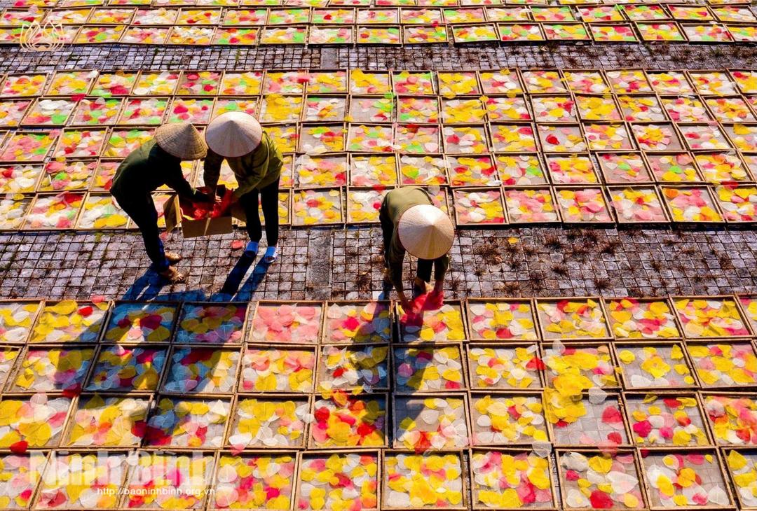 Processing Bodhi leaves at Sinh Duoc cooperatives.