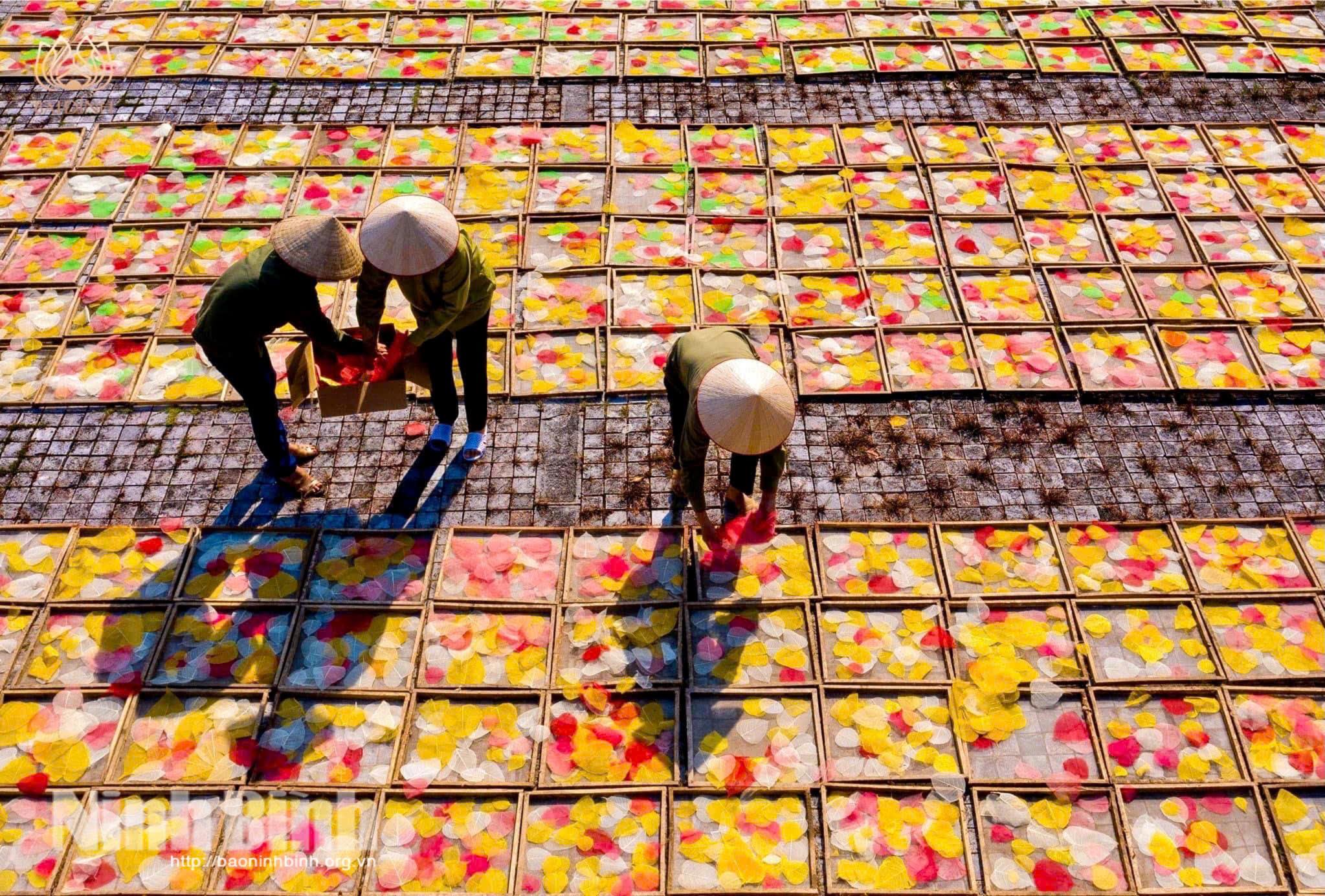 Processing Bodhi leaves at Sinh Duoc cooperatives.