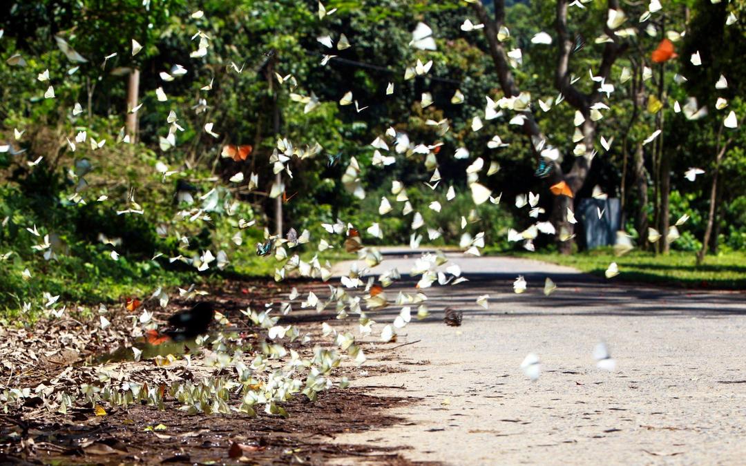Delicate butterflies diversify tourism experiences at Cuc Phuong National Park.