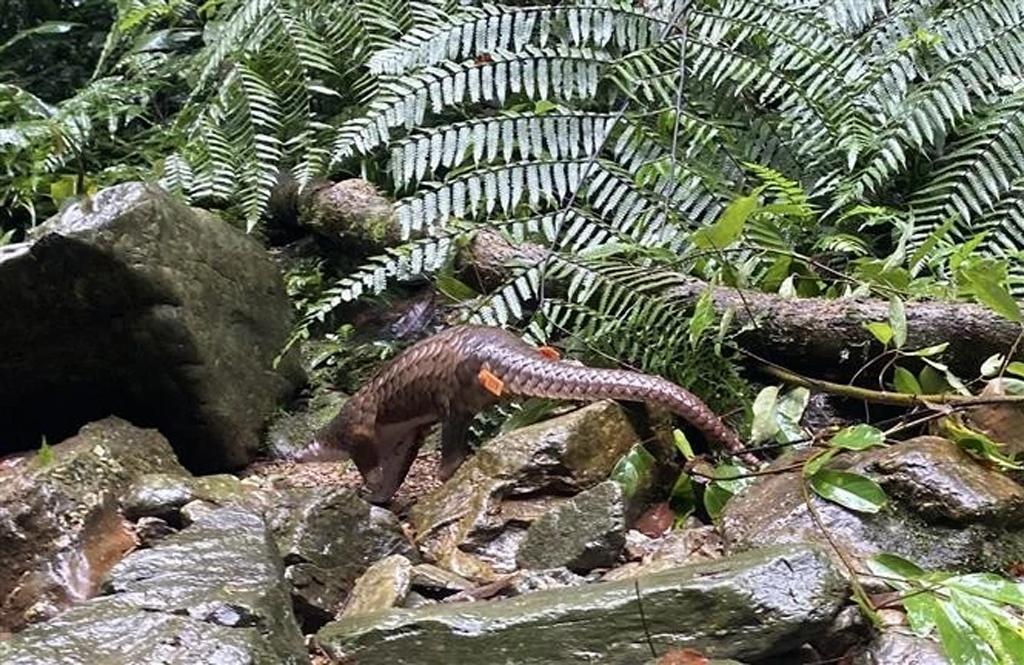 Twelve Javan pangolins released back to nature