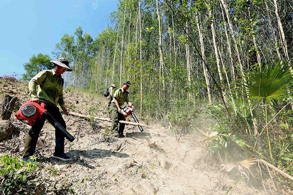 Vietnam strives to have one million hectares of sustainable forestry
