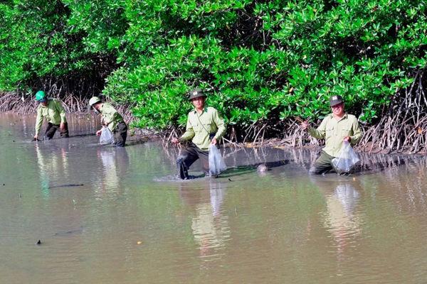 Blue carbon trend in Vietnam