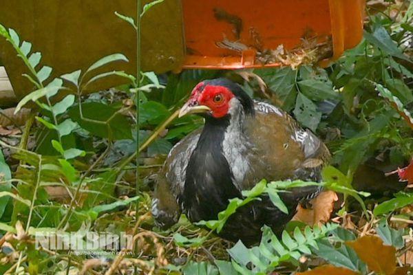 International efforts help preserve Vietnam pheasant