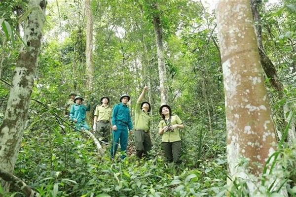 Vietnam’s forestry sector poised for breakthrough growth