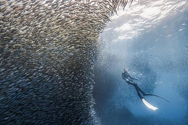 Vietnam ranks among top five most popular diving destinations in Asia