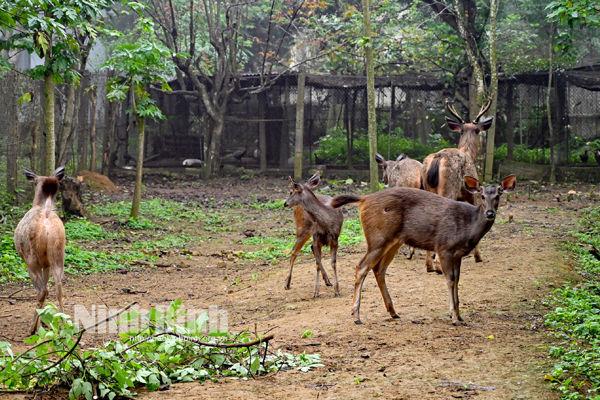 Cuc Phuong National Park receives 18 rare, endangered species from Da Nang