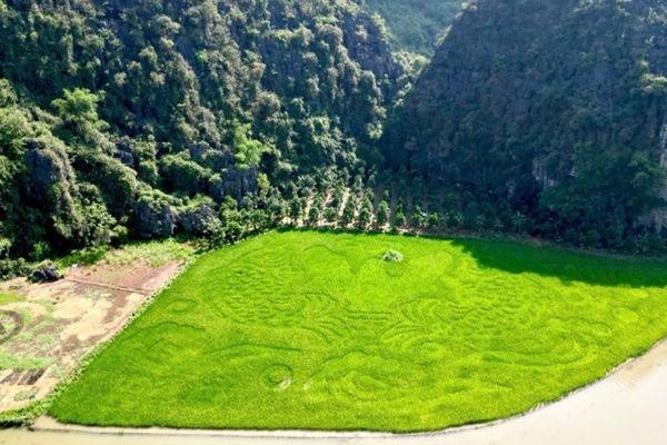 Unique art installation at Tam Coc rice fields in Ninh Binh Province