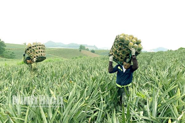 Mergence of Ha Nam, Nam Dinh and Ninh Binh provinces hoped to create breakthroughs in agricultural production