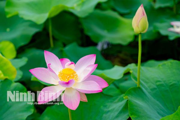 Lotus blooming season in Ninh Binh