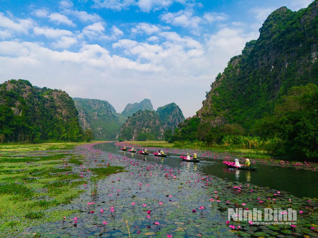 The allure of purple water lilies in Tam Coc.
