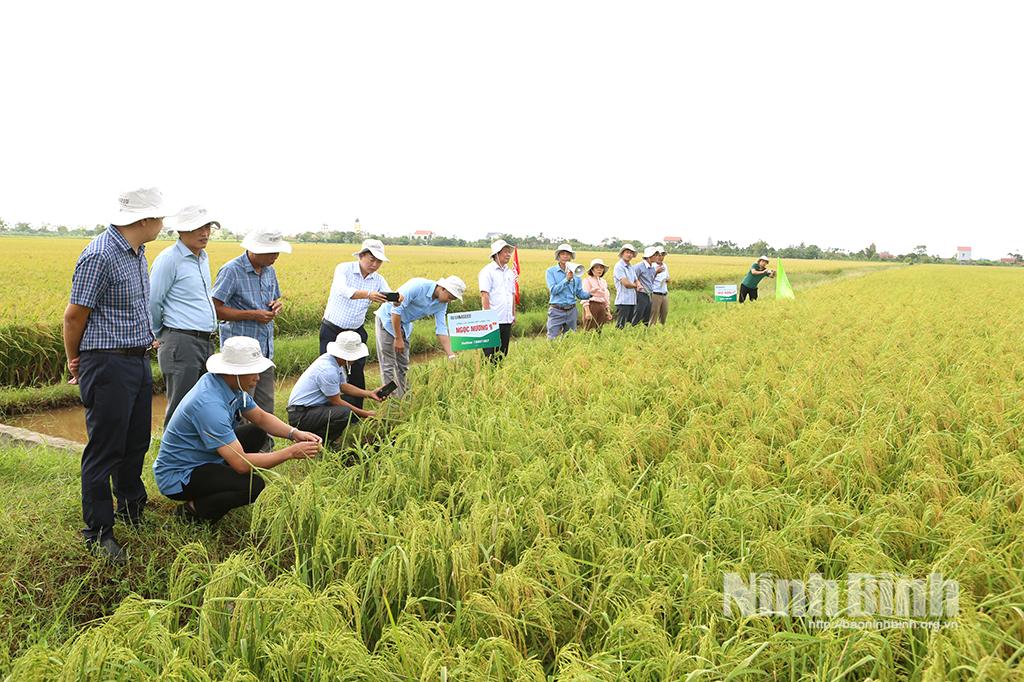 Model of growing safe rice in Ninh Cuong commune.