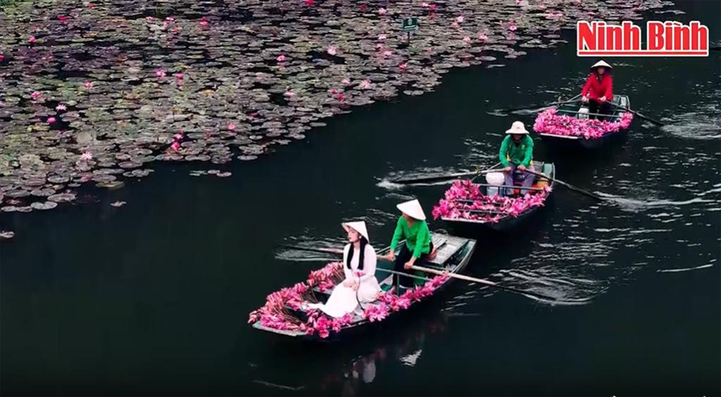 Captivating purple water lilies in Ngo Dong river, Tam Coc Tourist area.