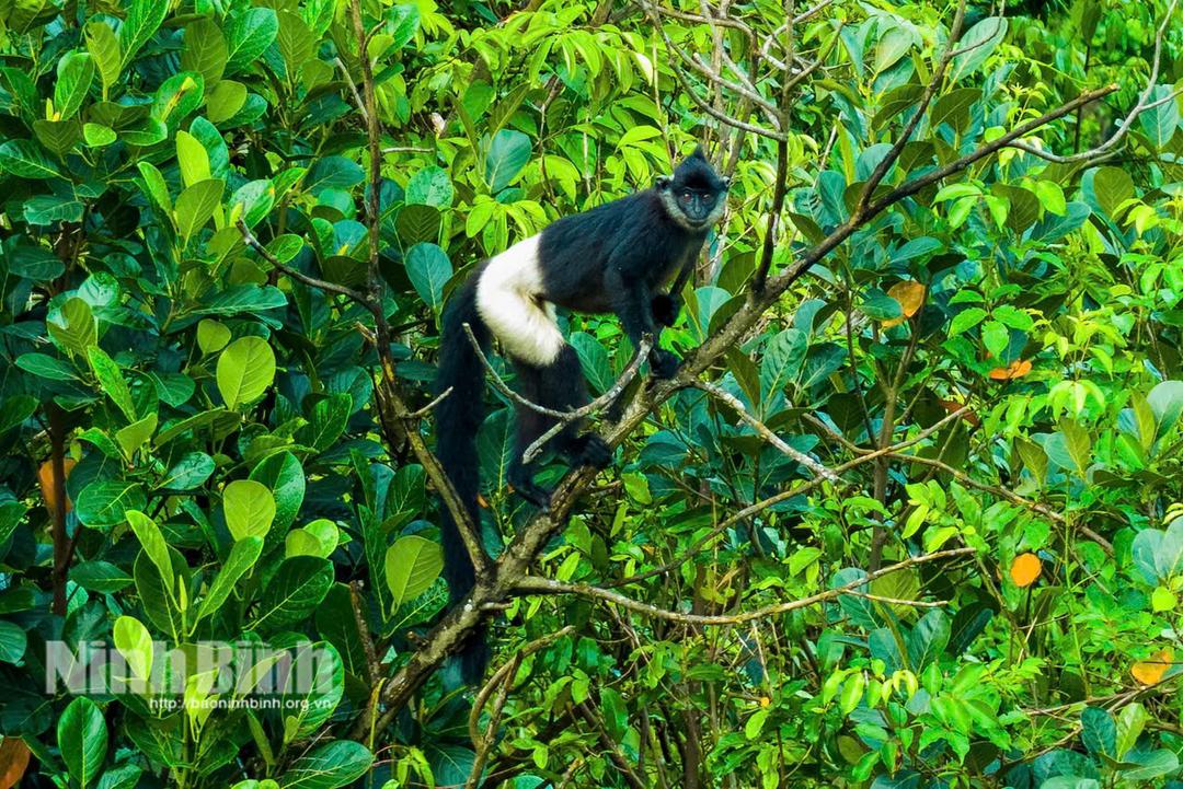 Delacour’s Langur, an endemic primate species of Vietnam.