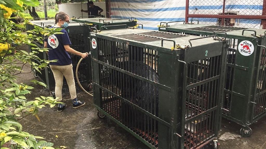 More bears rescued from local bear bile farms