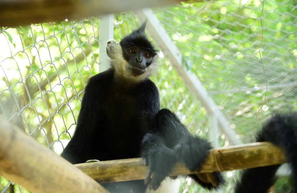 Three Delacour's langurs released into the wild in Trang An Scenic Landscape Complex