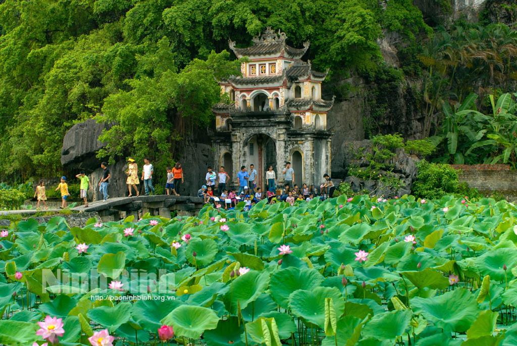 Stunning lotus season in Hoa Lu ancient capital