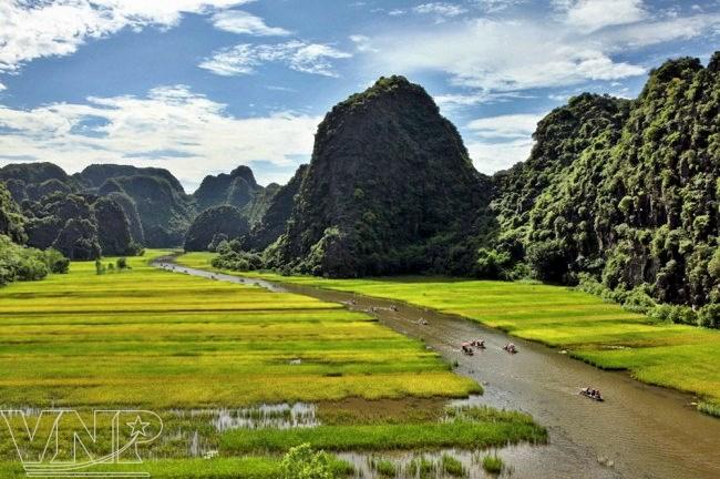 Captivating golden ripe rice fields in Ninh Binh