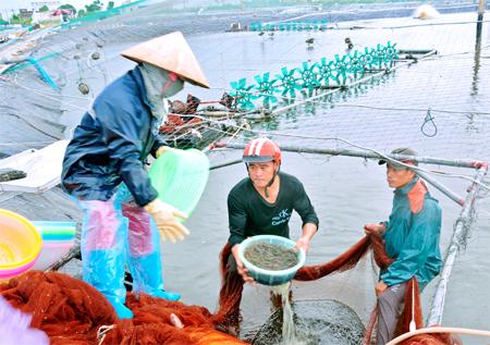 Ninh Binh applies hi-tech to create breakthroughs in agriculture