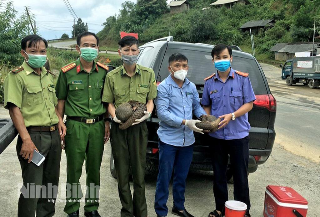 6 pangolins handed over to Cuc Phuong National Park