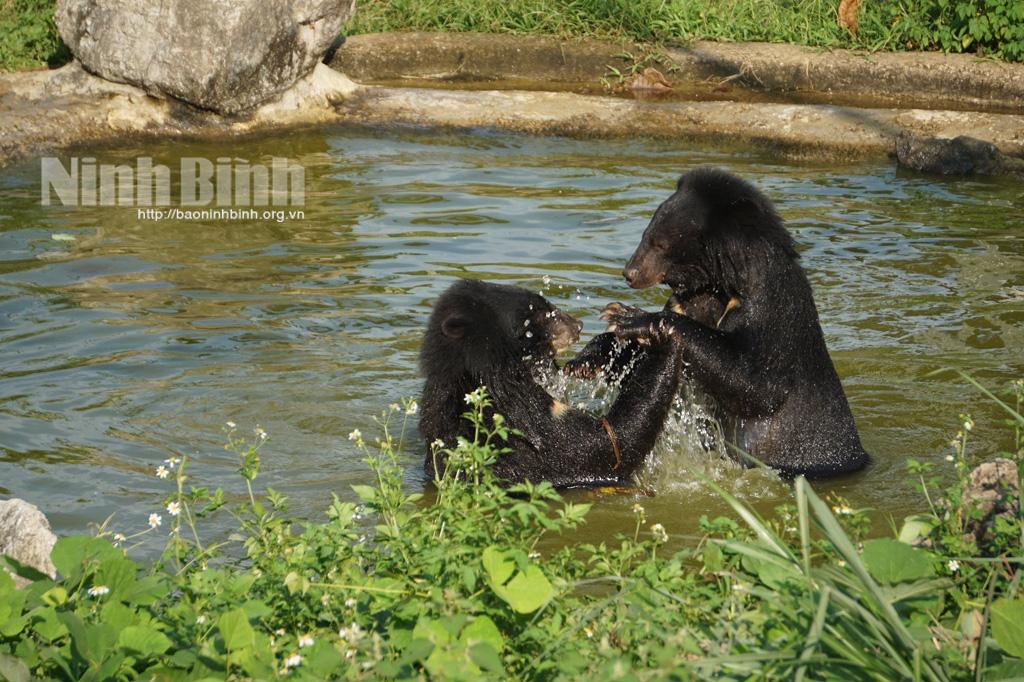 Bear Sanctuary Ninh Binh rescues 49 bears in five years