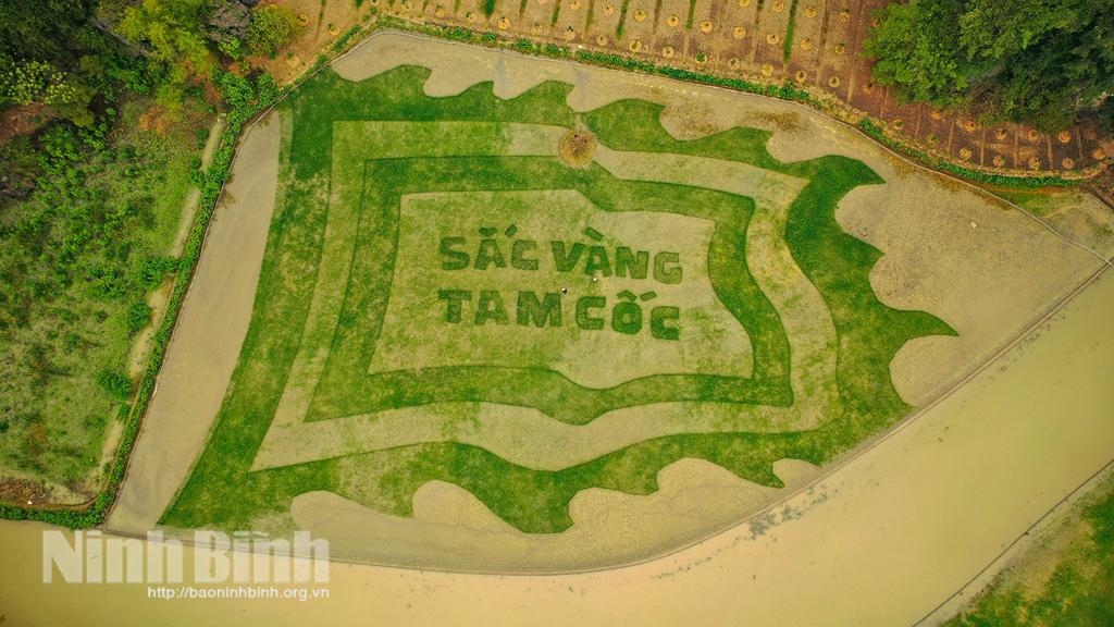 Amazing Tam Coc rice field welcomes Tourism Week "Yellow Colour of Tam Coc - Trang An" 2022