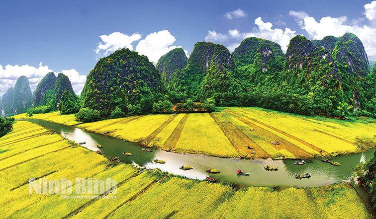 Paddling amidst yellow ripening paddy fields in Tam Coc