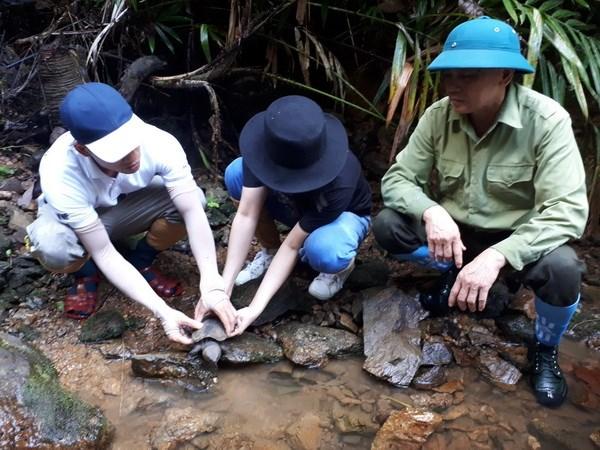 Cuc Phuong National Park releases 70 rescued turtles to the wild