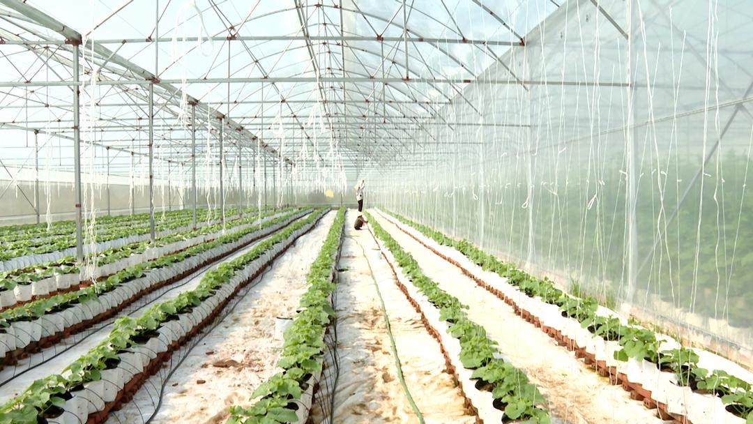 Ninh Binh multiplies hi-tech agriculture models