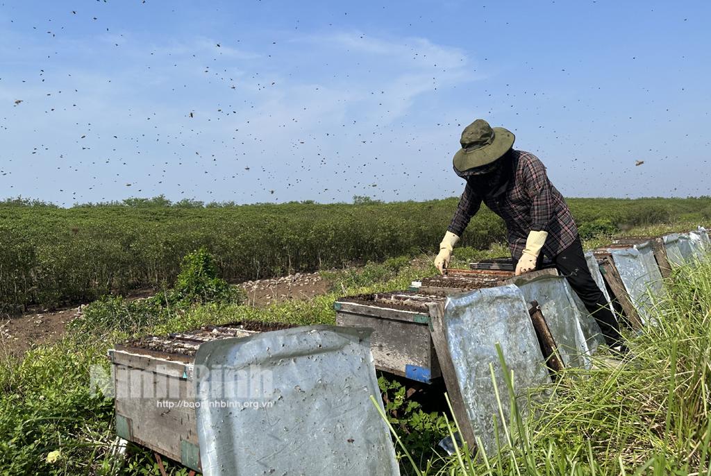 Ninh Binh province's coastal mangrove afforestation efforts pay off