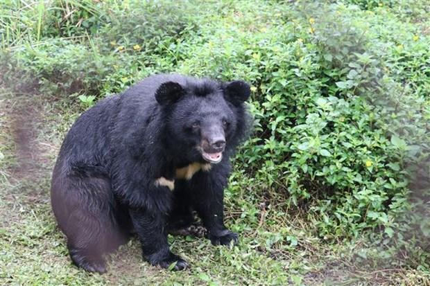 Ninh Binh promotes tourism combined with bear preservation