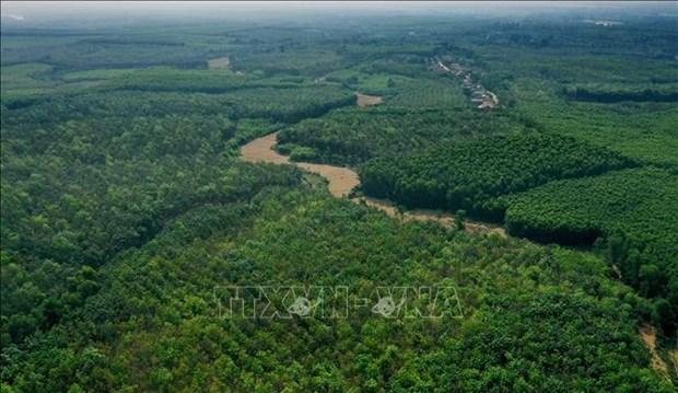 Vietnam's forest coverage remains at 42.02%: agriculture ministry