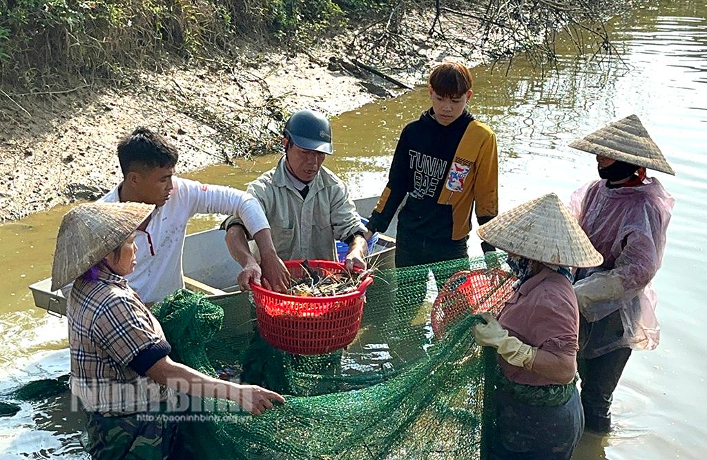 Ninh Binh's fishery production value up 5.2% in 2023