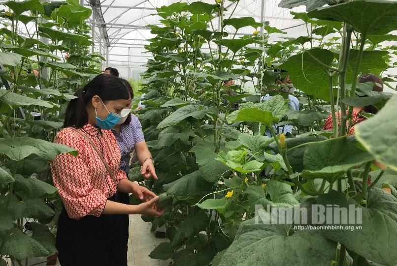 Ninh Binh's farmers change mindset in developing agriculture economy