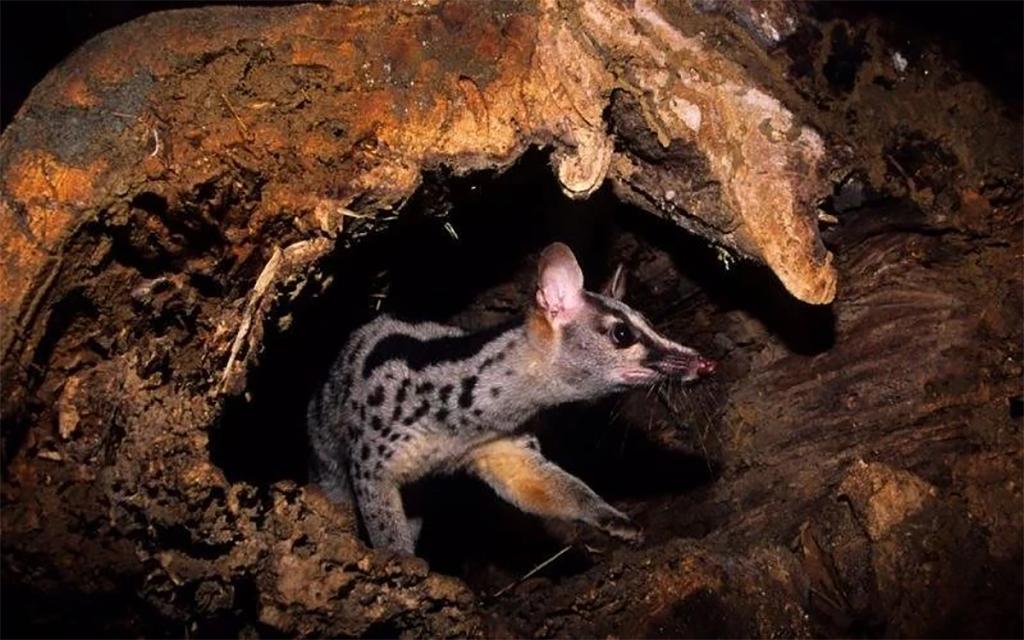 Ten Owston's palm civets born in captive environment