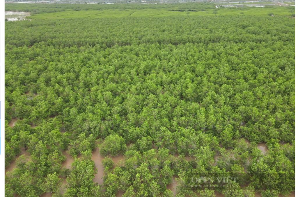 Mangrove forest creates livelihoods for local residents in Kim Son district